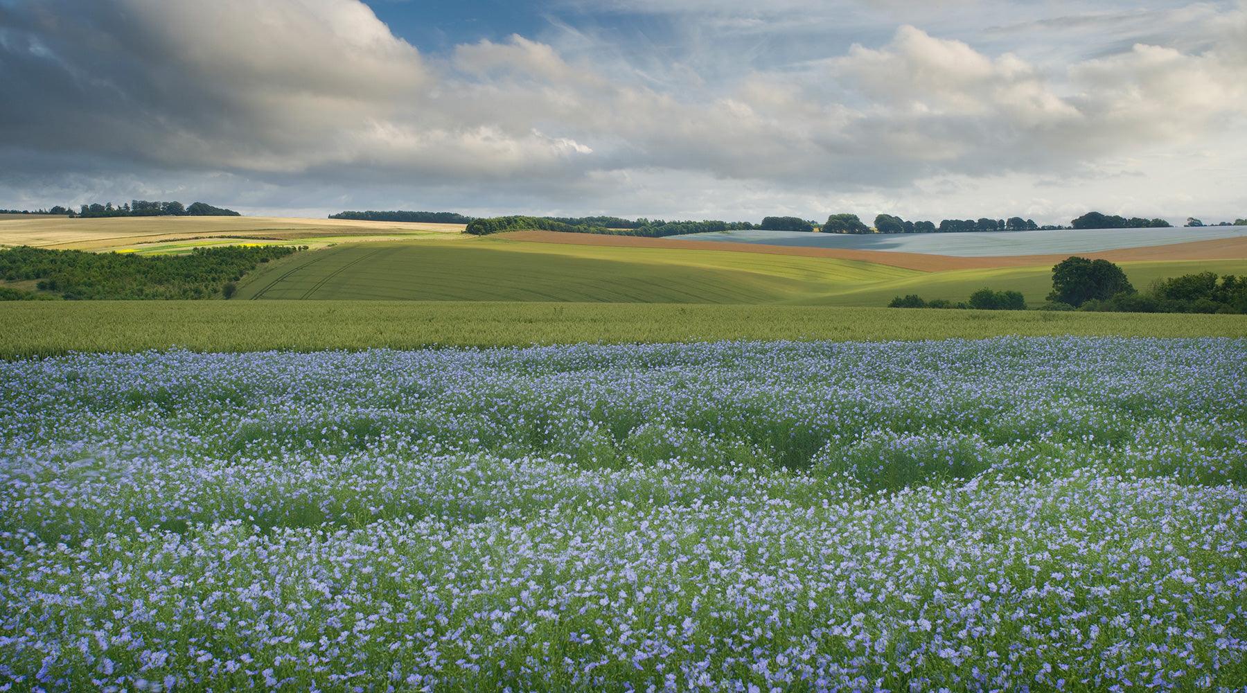 Flax fields
